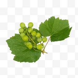 葡萄叶子图片_绿色美味青葡萄