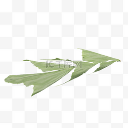 绿色植物鱼尾葵
