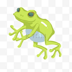 跳起的绿色青蛙