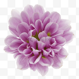 正面一朵图片_紫色花朵背景