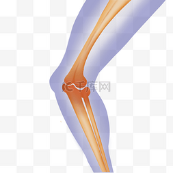 膝盖骨骼图片_膝盖疼痛酸痛