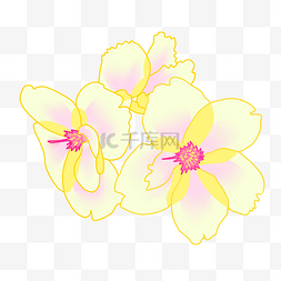黄色鸡蛋花图片_母亲节鲜花花朵免抠素材