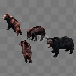 熊珍稀动物