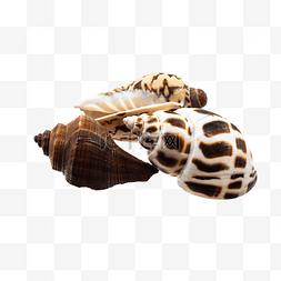海螺壳图片_海洋生物花螺