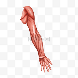 手臂胳臂肌肉