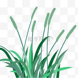 绿色植物狗尾巴草元素