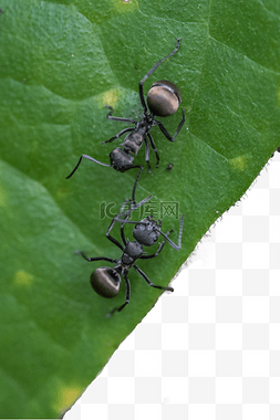 蚂蚁的图片_树叶上的蚂蚁交谈