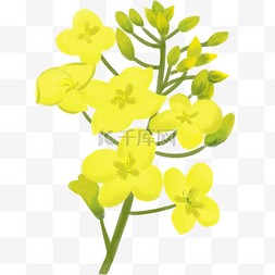 春天黄色的油菜花插画