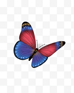 蝴蝶写实手绘彩色