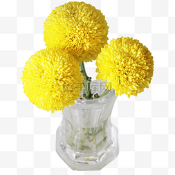 黄色乒乓菊菊花花朵