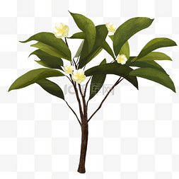 植物一枝图片_一枝茶树与茶树花