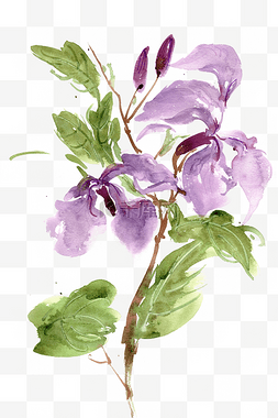 紫色的诸葛菜