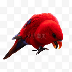 红色鹦鹉