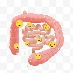 肠道蠕动图片_肠道健康笑脸