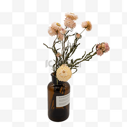 干花标本照片图片_麦秆菊花瓶干花花束