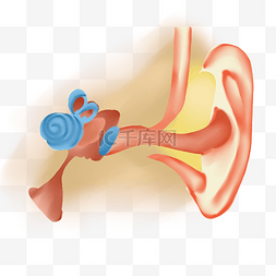 耳朵耳道图片_人体耳朵结构