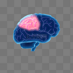 人体大脑结构图片_人体系统大脑结构