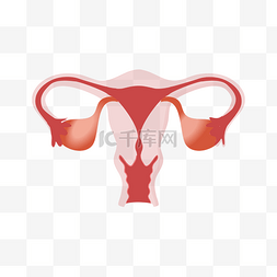 子宫内膜样癌图片_人体器官内脏