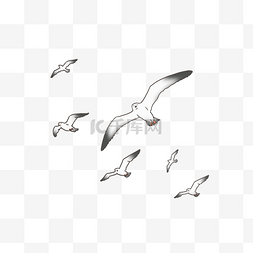 飞翔的鸟真图片_一群空中飞翔的海鸥