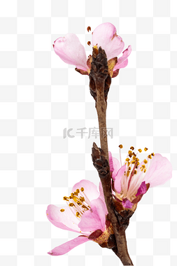 树枝粉色桃花