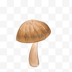 食材香菇蘑菇