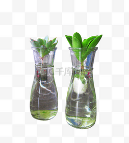 植物玻璃瓶免扣