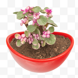 粉色盆栽植物