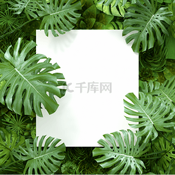 植物芭蕉叶图片_芭蕉叶叶子