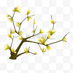 黄色的玉兰花图片_茂盛的黄色玉兰花花枝