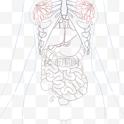肺部吸氧图片_人体内脏线描五脏六腑