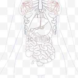 人体内脏线描五脏六腑