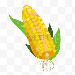 金色玉米图片_金色玉米食材插画
