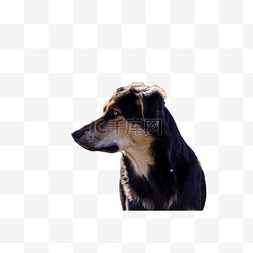黑狗狗图片_动物黑狗