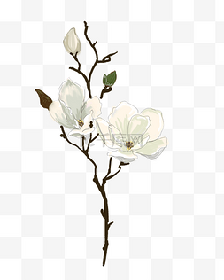 白色的花朵装饰插画
