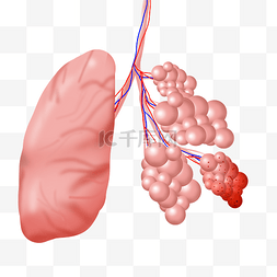 肺部素材图片_生病疾病肺部炎症