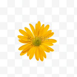 黄色花朵洋甘菊