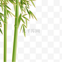 金边植物竹子