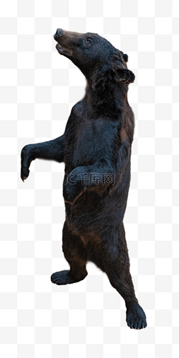 动物黑熊图片_嘶吼黑色黑熊