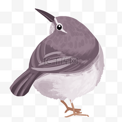 灰色小鸟动物