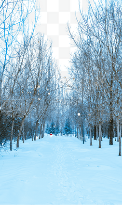 下雪路上树木