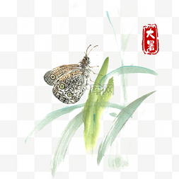 大暑虎纹蝴蝶