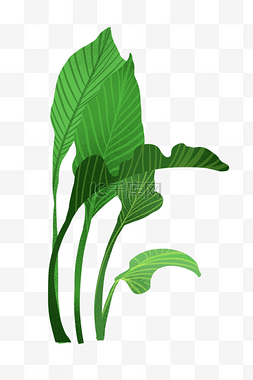 热带植物插画图片_热带植物卡通插画