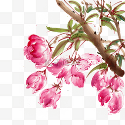 盛开的花朵图片_水墨画鲜艳的垂丝海棠