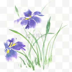 清幽花图片_紫色的菖蒲花