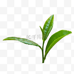 绿色茶园图片_龙井茶有机绿茶