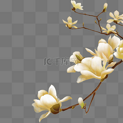 白的玉兰花图片_白色玉兰花
