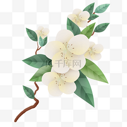 梨花花卉图片_一支白色的梨花