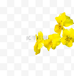 好看黄色多种花朵