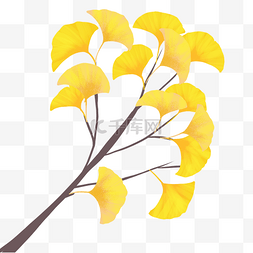 树杈树叶图片_黄色的银杏叶
