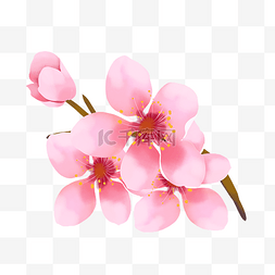 春天粉红色桃花